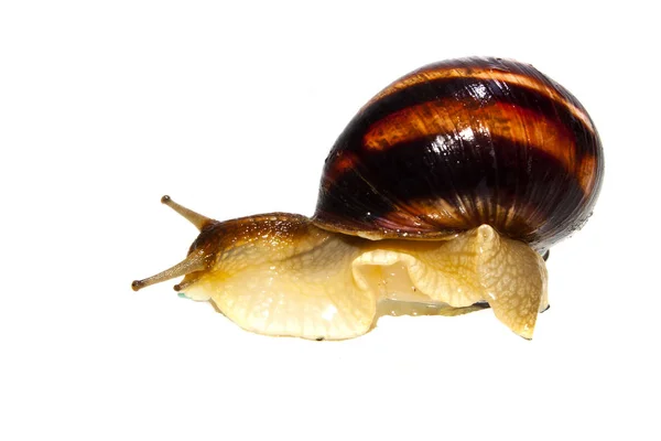 Schnecke isoliert auf weißem Hintergrund — Stockfoto