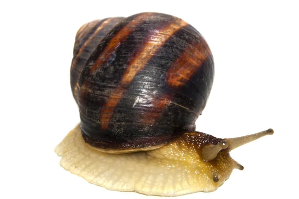 Schnecke isoliert auf weißem Hintergrund — Stockfoto