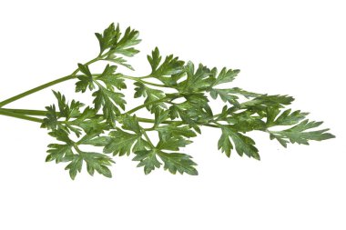 Maydanoz beyaz arkaplanda izole