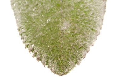 Beyaz Arkaplanda izole edilmiş bitki yaprağı