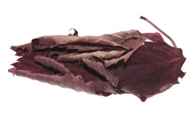 Beyaz Arkaplanda izole edilmiş bitki yaprağı