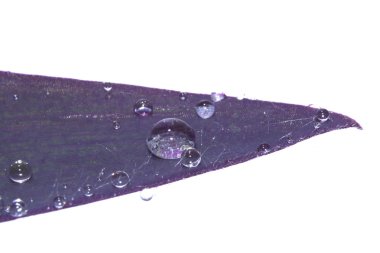 Beyaz Arkaplanda izole edilmiş bitki yaprağı