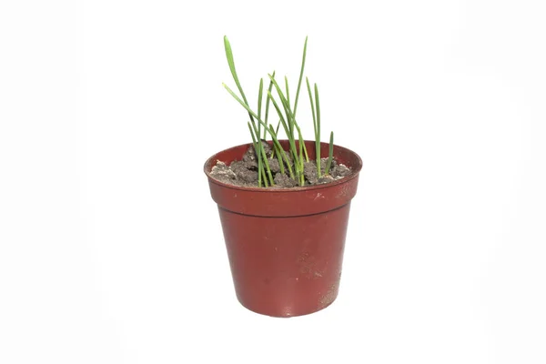 Wheat in a pot isolated on white background — Stock Photo, Image