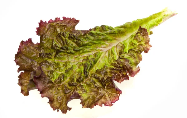 Ensalada aislada sobre fondo blanco — Foto de Stock