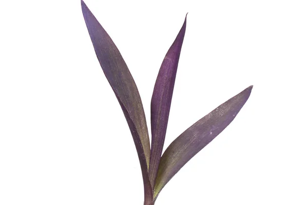 Plantenblad geïsoleerd op witte achtergrond — Stockfoto