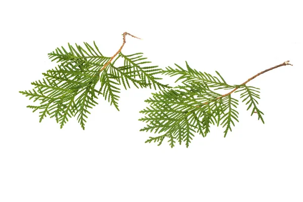 Thuja isoliert auf weißem Hintergrund — Stockfoto