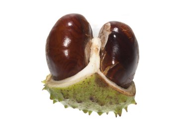 kestane rengi beyaz arkaplanda izole