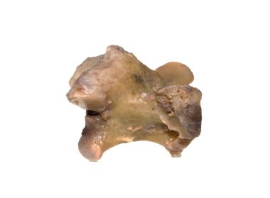 Beyaz arka plan üzerinde izole kemik