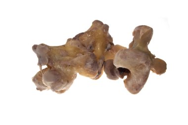 Beyaz arka plan üzerinde izole kemik