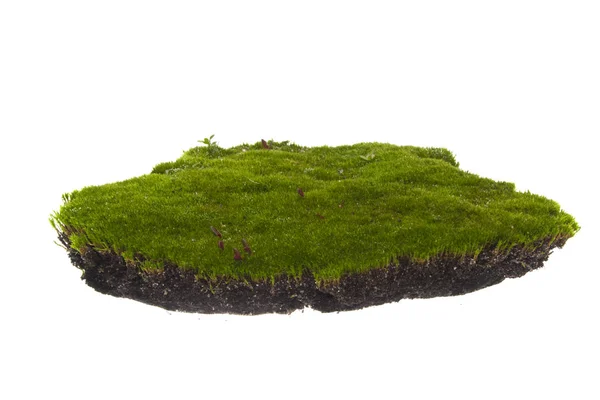 Moss isolated on white background — Stock Photo, Image