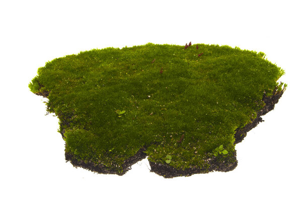 moss isolated on white background