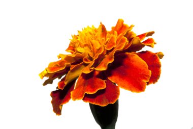 beyaz arkaplanda izole edilmiş çiçek