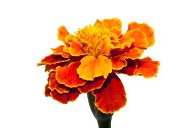 beyaz arkaplanda izole edilmiş çiçek