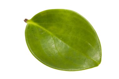 Beyaz Arkaplanda izole edilmiş bitki yaprağı