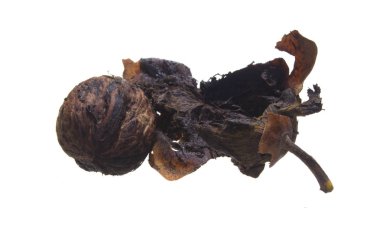 beyaz arkaplanda izole edilmiş fındık