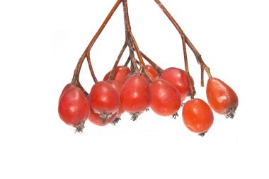 Rowan beyaz arkaplanda izole edildi