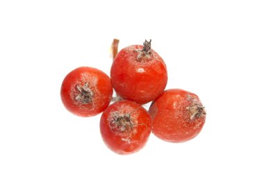 Rowan beyaz arkaplanda izole edildi