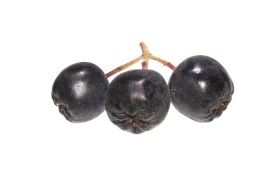 Rowan beyaz arkaplanda izole edildi