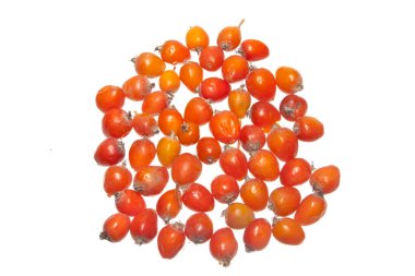 Rowan beyaz arkaplanda izole edildi