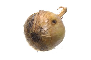 Beyaz arkaplanda soğan izole edildi