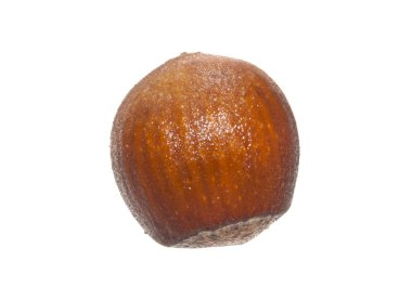 beyaz arkaplanda izole edilmiş fındık