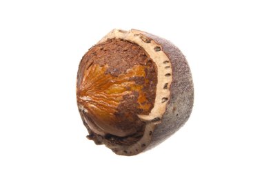 beyaz arkaplanda izole edilmiş fındık