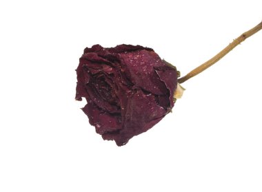 beyaz arkaplanda izole gül