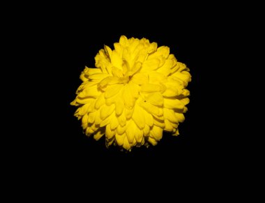 Kara arkaplanda karahindiba izole