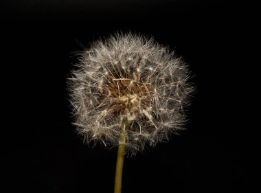 Kara arkaplanda karahindiba izole
