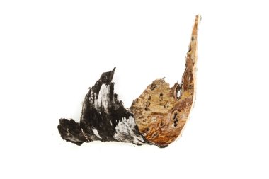 Kabuk beyaz arkaplanda izole edildi