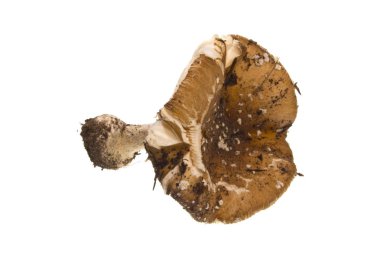 Beyaz Arkaplanda İzole edilmiş Mantar