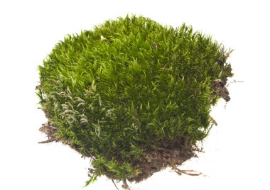 Beyaz arkaplanda yosun izole edildi