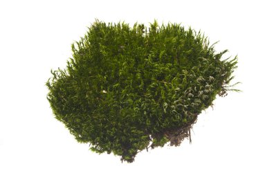 Beyaz arkaplanda yosun izole edildi