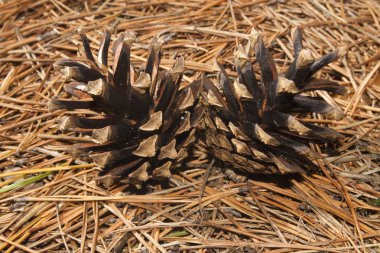 Kuru iğnelerin arka planında bir tümsek