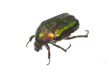 Beyaz arkaplanda izole edilmiş böcek