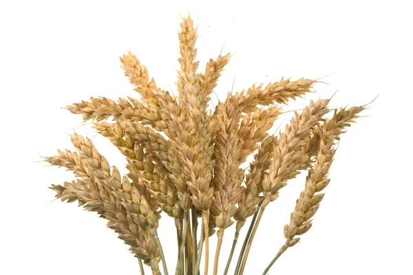 白い背景に隔離された小麦 — ストック写真