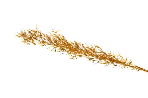 Reed isolated on white background — Stock Photo, Image