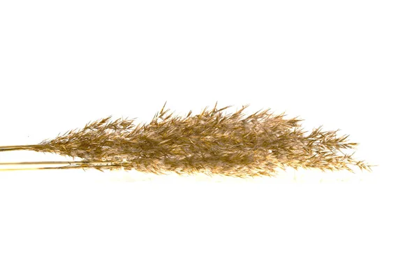 Reed isolated on white background — Stock Photo, Image