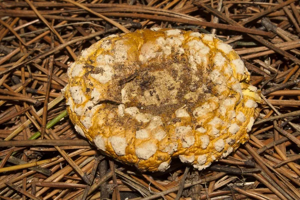 Cogumelo no fundo de agulhas secas — Fotografia de Stock