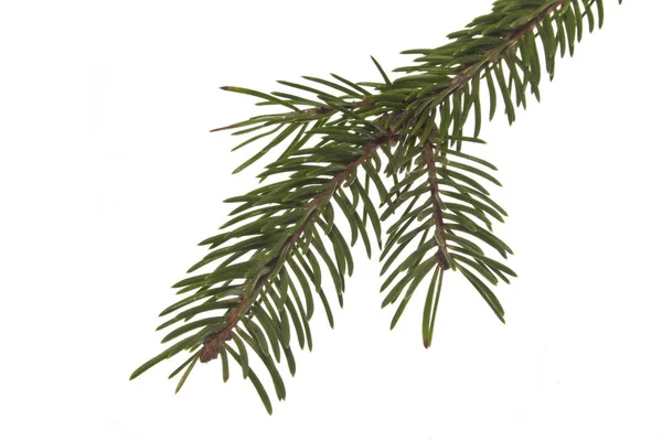 Weihnachtsbaum Zweig isoliert auf weißem Hintergrund — Stockfoto