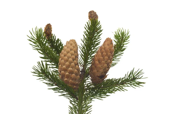 Albero di Natale ramo isolato su sfondo bianco — Foto Stock