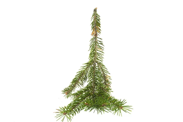 Χριστουγεννιάτικο κλαδί δέντρου απομονωμένο σε λευκό φόντο — Φωτογραφία Αρχείου
