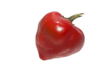 Biber beyaz arkaplanda izole