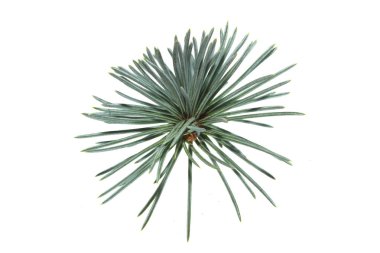 Beyaz arkaplanda izole edilmiş noel ağacı dalı