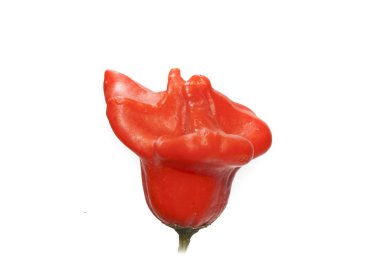 Biber beyaz arkaplanda izole