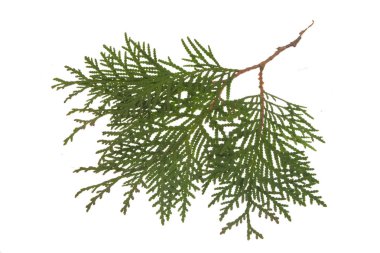 thuja beyaz arkaplanda izole