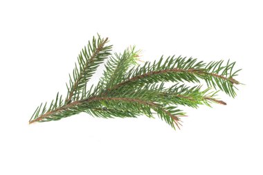 Beyaz arkaplanda izole edilmiş ağaç