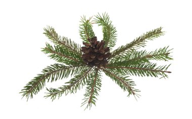 Beyaz arkaplanda izole edilmiş ağaç