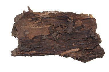 Kabuk beyaz arkaplanda izole edildi