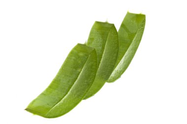 Aloe beyaz arkaplanda izole edildi